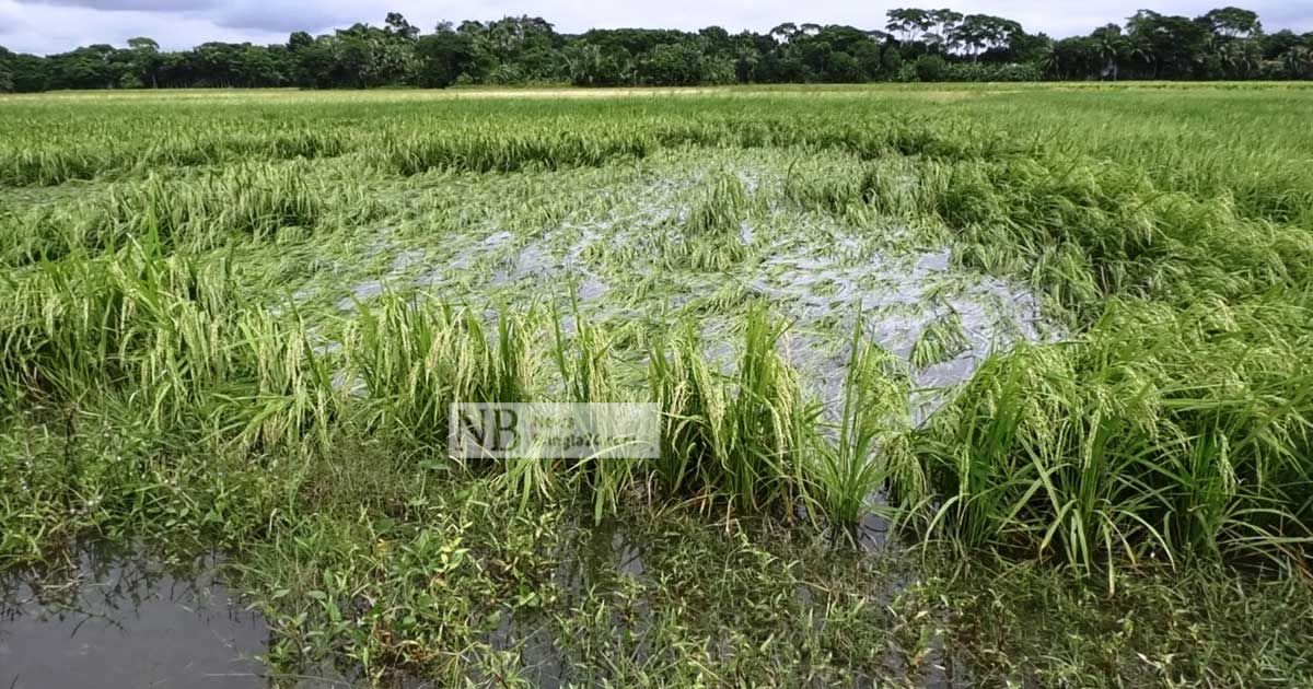 সিত্রাং: মাদারীপুরে তলিয়েছে উঠতি আমনের ক্ষেত