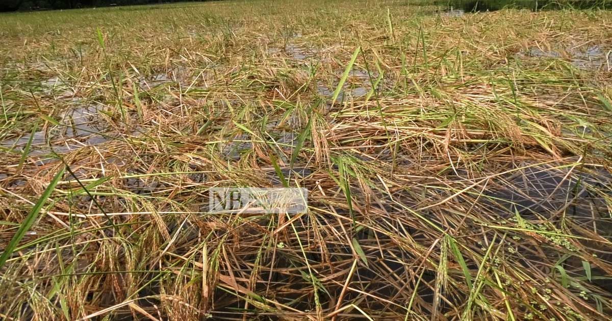 সিত্রাং: মাদারীপুরে তলিয়েছে উঠতি আমনের ক্ষেত