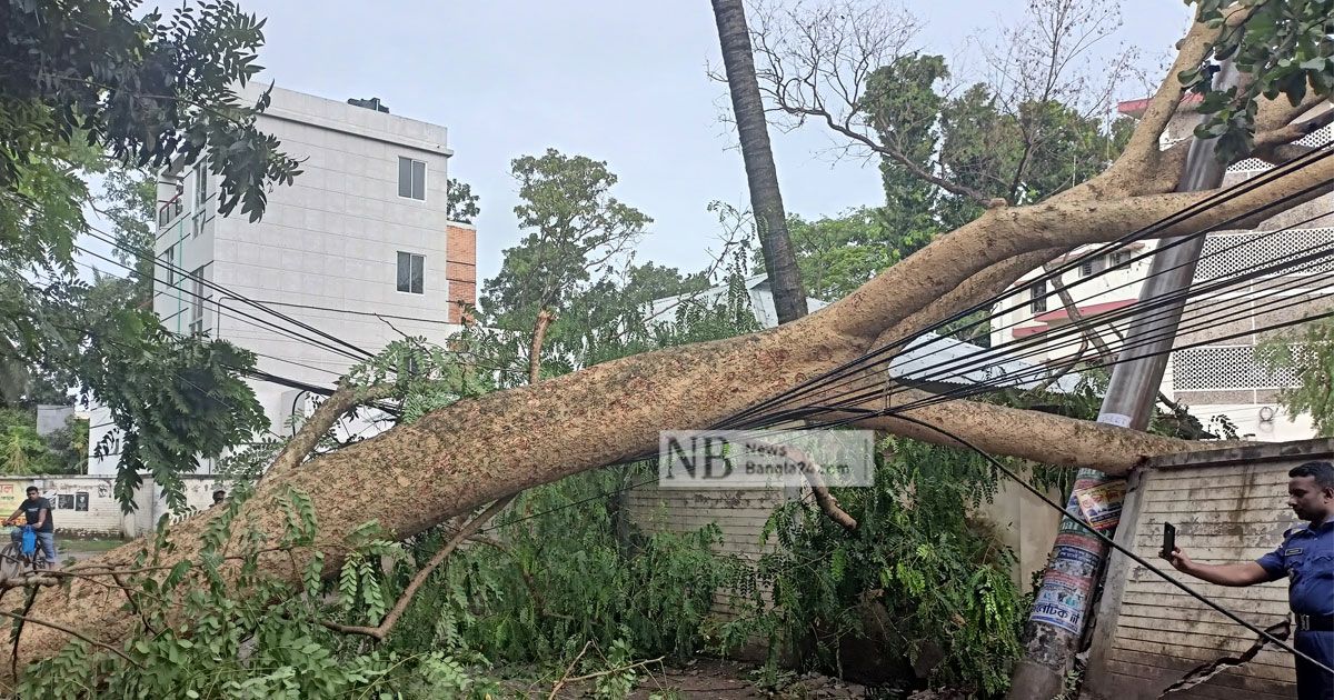 রাজধানীর সড়কে এখনও পানি, পড়ে আছে গাছও