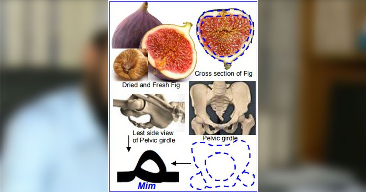 ঢাবির গবেষণা মেলায় আরবি হরফের কঙ্কাল কীভাবে