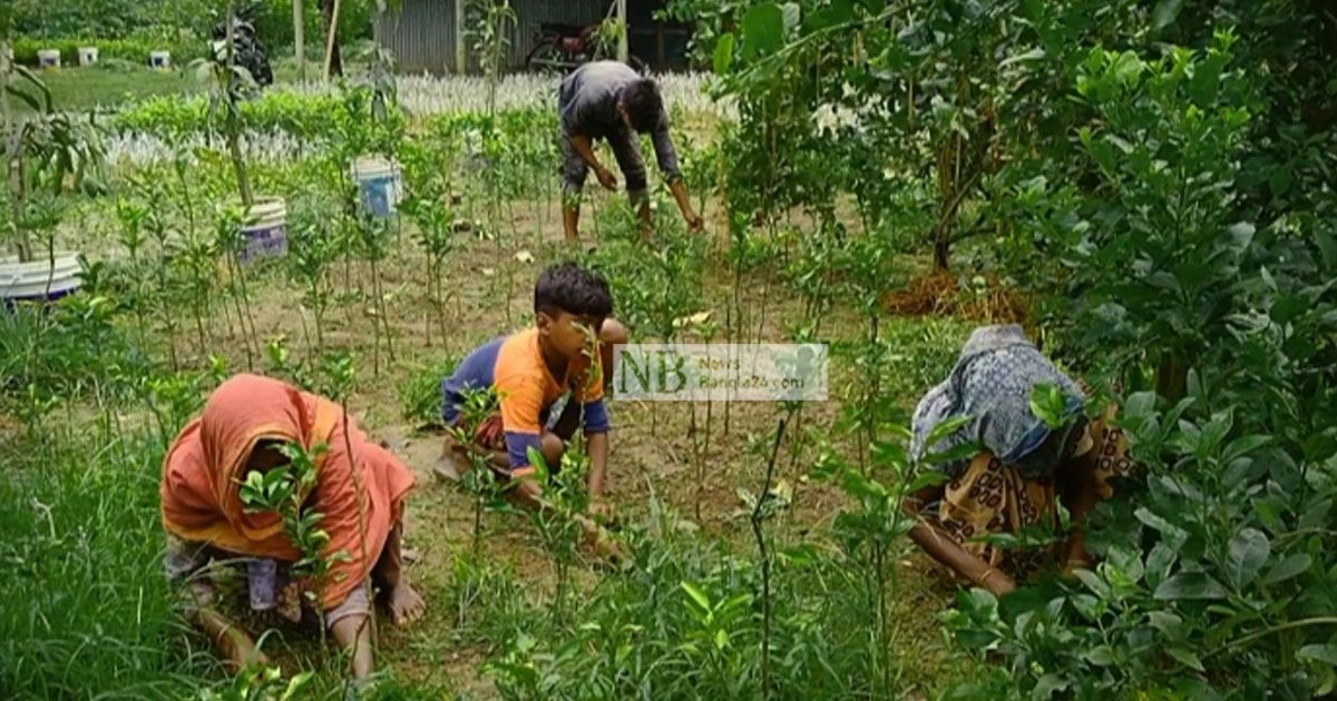 জেসমিনের নার্সারিতে ৩০০ প্রজাতির গাছ, করেছেন কর্মসংস্থানও