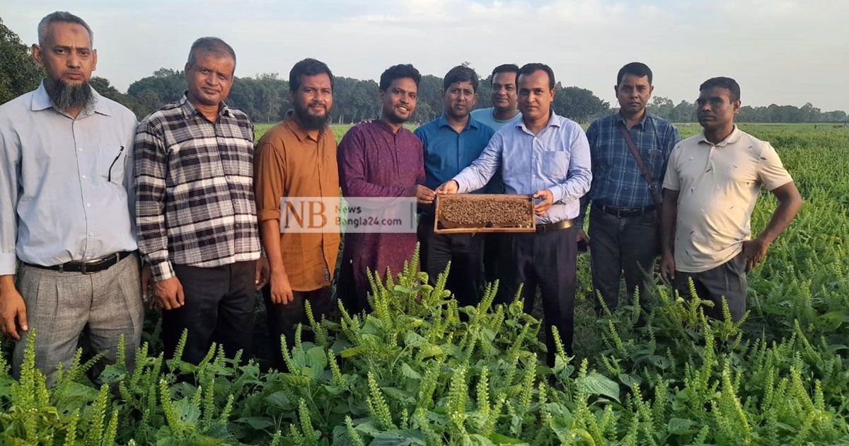 সয়াবিন-পামের বিকল্প হতে পারে সাউ পেরিলা