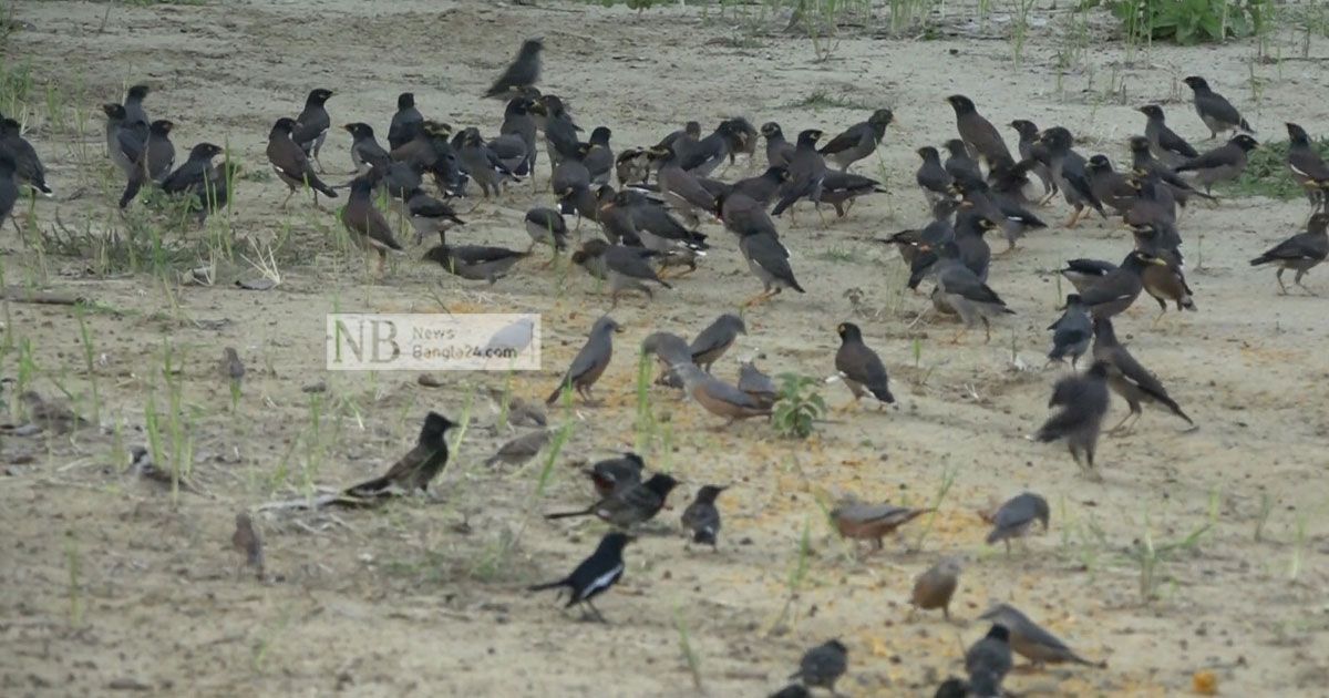 দুলালের ডাকে ছুটে আসে ঝাঁকে ঝাঁকে 