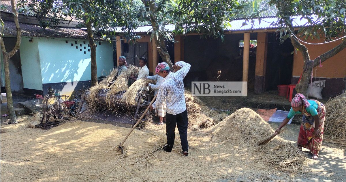 খাদ্য নিয়ে শঙ্কার মধ্যে আমনের দারুণ ফলন