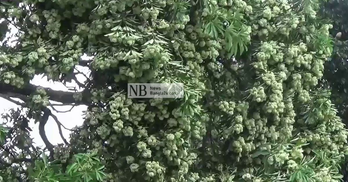 ছাতিমের সুবাসে মাতোয়ারা পথচারী
