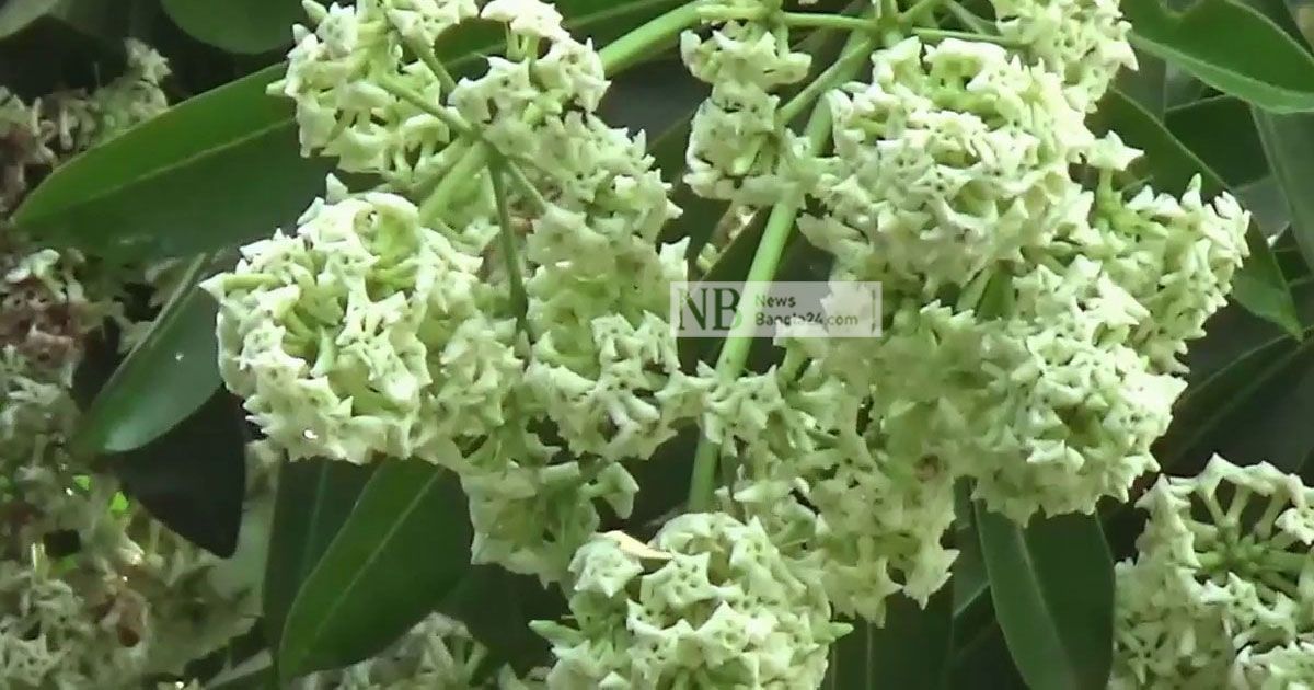 ছাতিমের সুবাসে মাতোয়ারা পথচারী