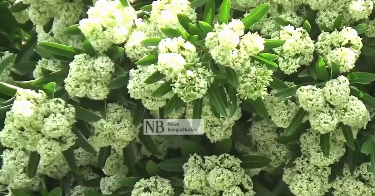 ছাতিমের-সুবাসে-মাতোয়ারা-পথচারী