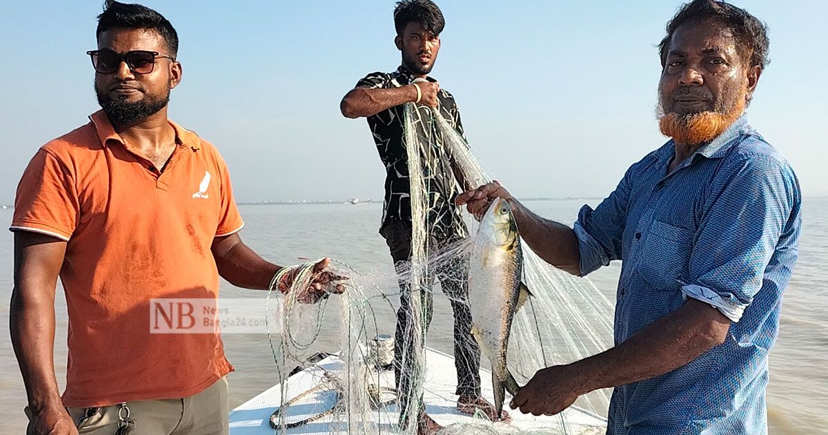 এবার রেকর্ড সংখ্যক ইলিশ ডিম ছেড়েছে