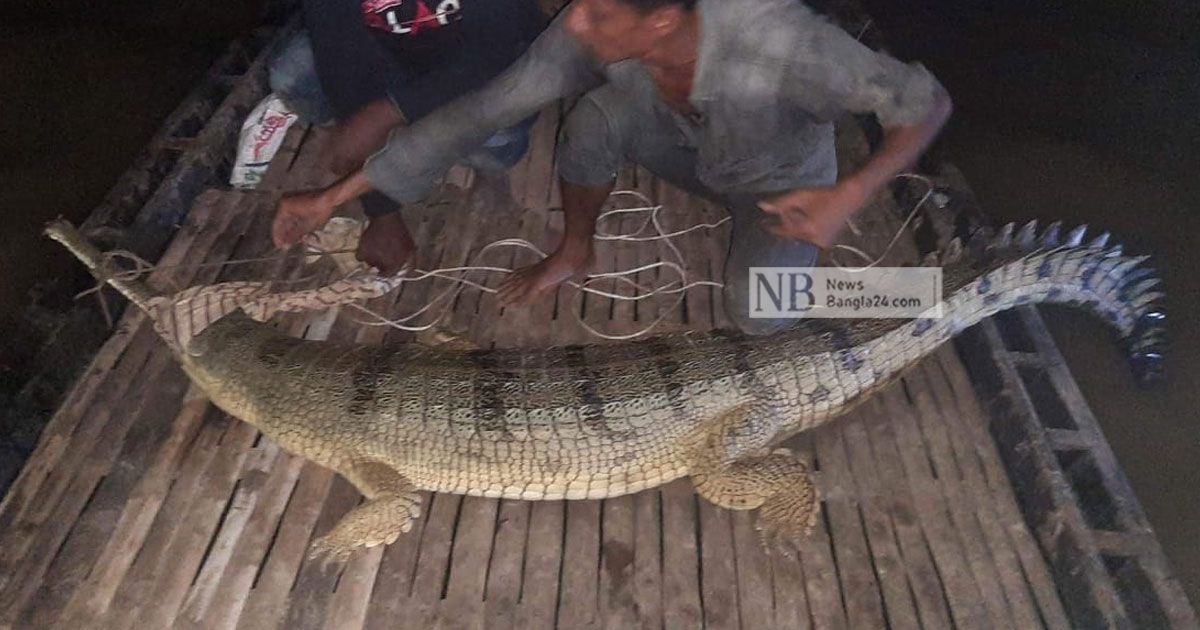 ২ ঘণ্টা খেলিয়ে ঘড়িয়ালটিকে বাগে আনেন জেলেরা