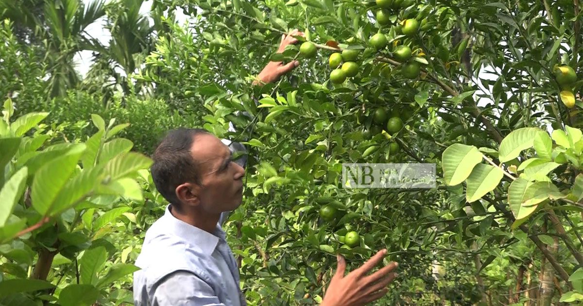 নাটোরের সমতল জমিতে কমলা চাষে অপার সম্ভাবনা