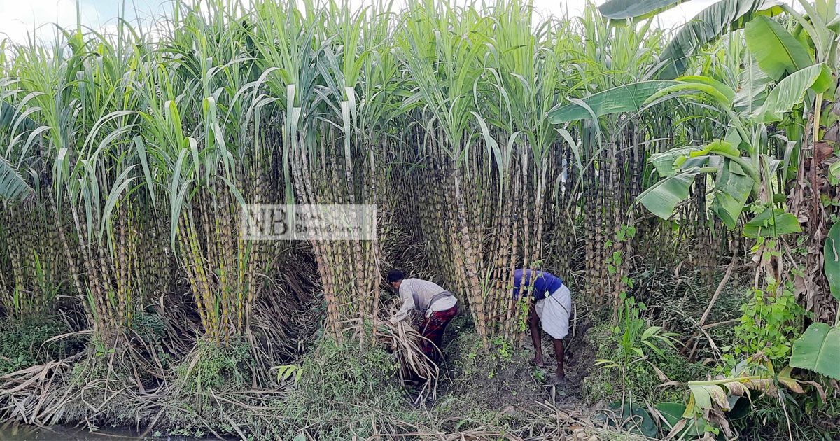 বাগেরহাটের কচুয়ায় আখ বিক্রি বছরে ২৭ কোটি টাকা