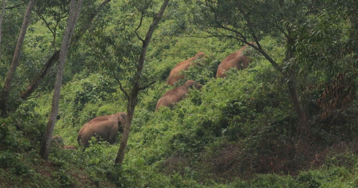 বুনোহাতির আক্রমণে কৃষকের মৃত্যু