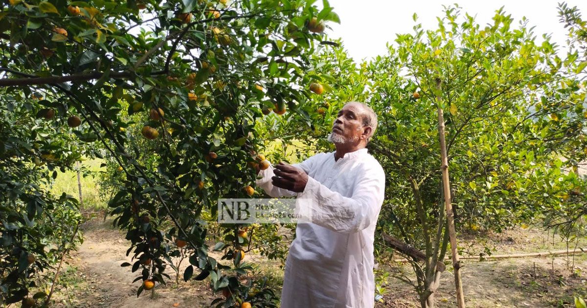 বগুড়ায় কমলার চাষ শুরু যার হাত দিয়ে