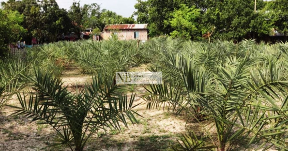 খেজুরের চারা বেচে কোটিপতি