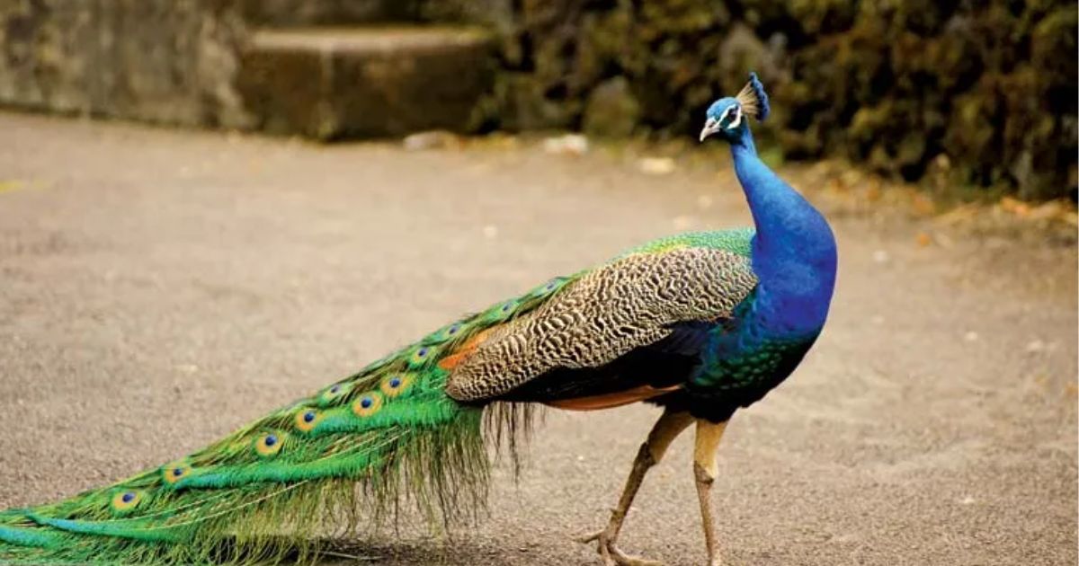 Youth-arrested-for-strangling-peacocks-throat