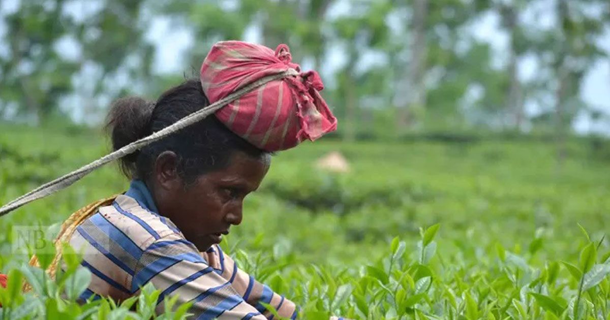 চা শ্রমিকেরা কেন পিছিয়ে