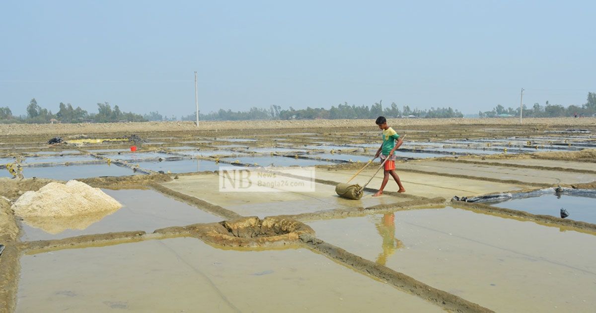 বাজার চড়া, তাই আগাম মাঠে লবণ চাষিরা