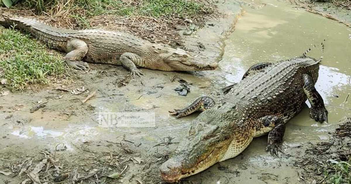 ২ বছর পর সচল কুমিরের খামার