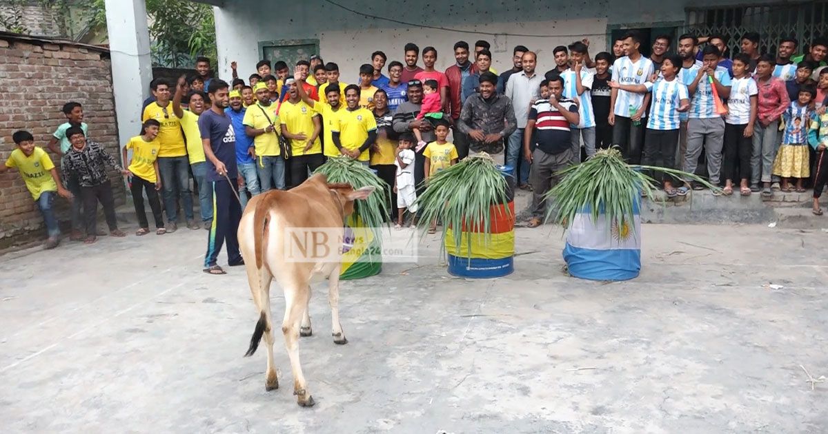 জ্যোতিষী-গরুর-পছন্দ-ব্রাজিল