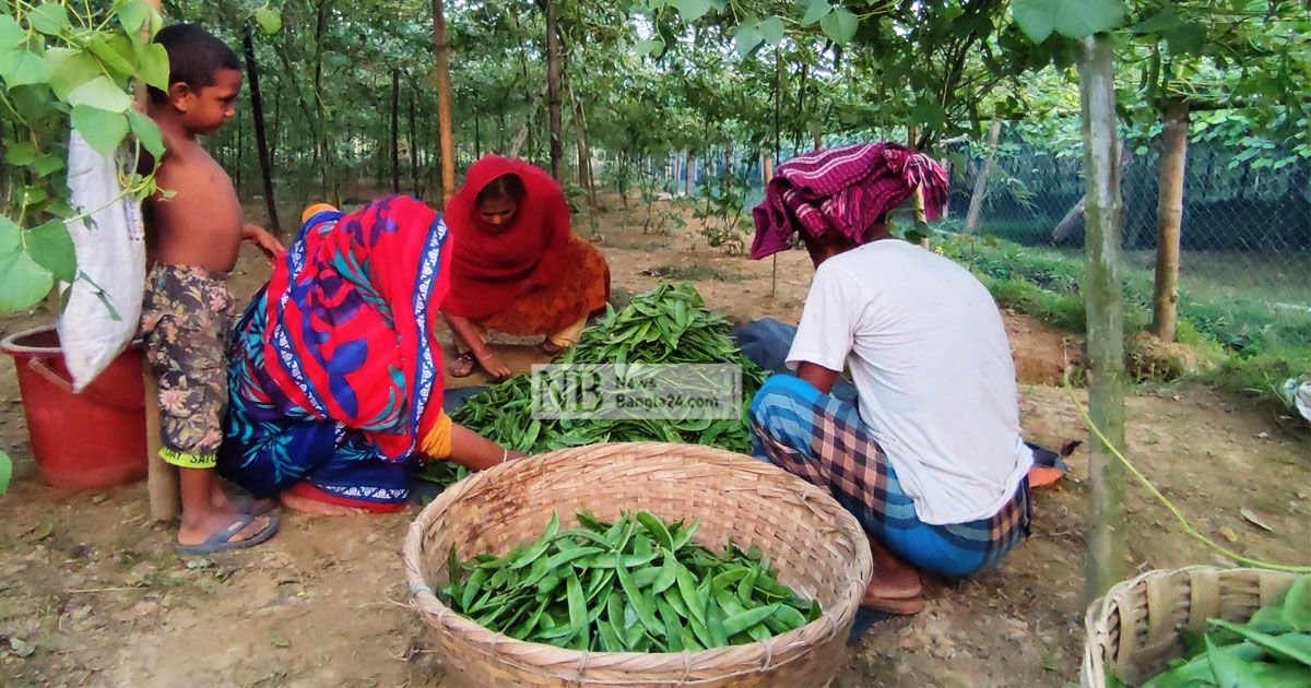 শিম চাষে ভাগ্য বদল চাকরি হারানো যুবকের