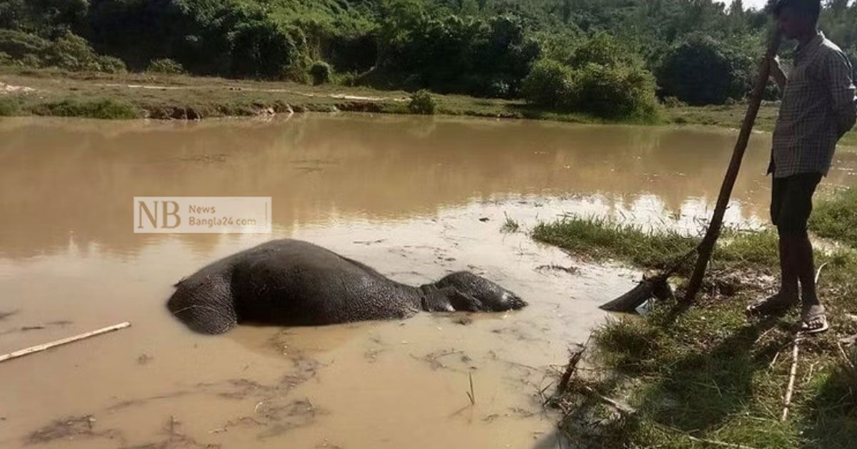 জলাশয়ে-ডুবে-হস্তিশাবকের-মৃত্যু 