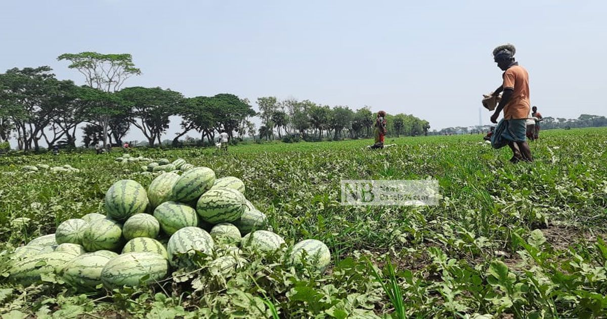 Demand-to-declare-economic-zone-of-watermelon-to-two-upazilas