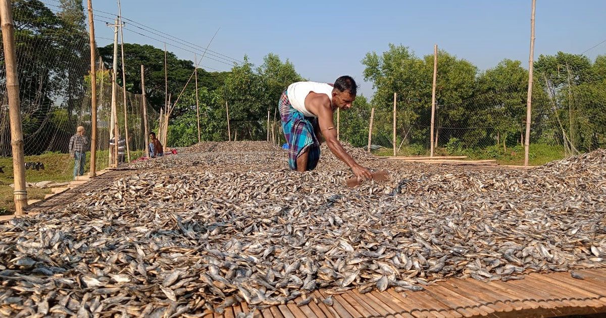 মাছ-ঋণের অভাবে সংকটে সিদল কারিগররা 