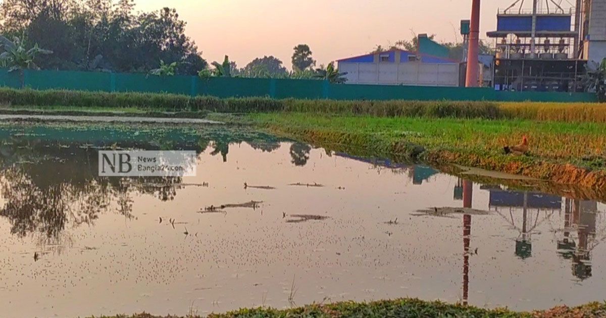 চালের কল নষ্ট করছে ধানের ক্ষেত