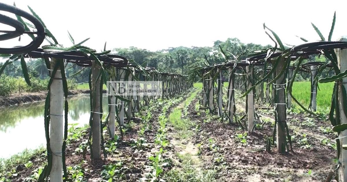 শত প্রজাতির ফল বাগানে বছরে আয় ৩০ লাখ