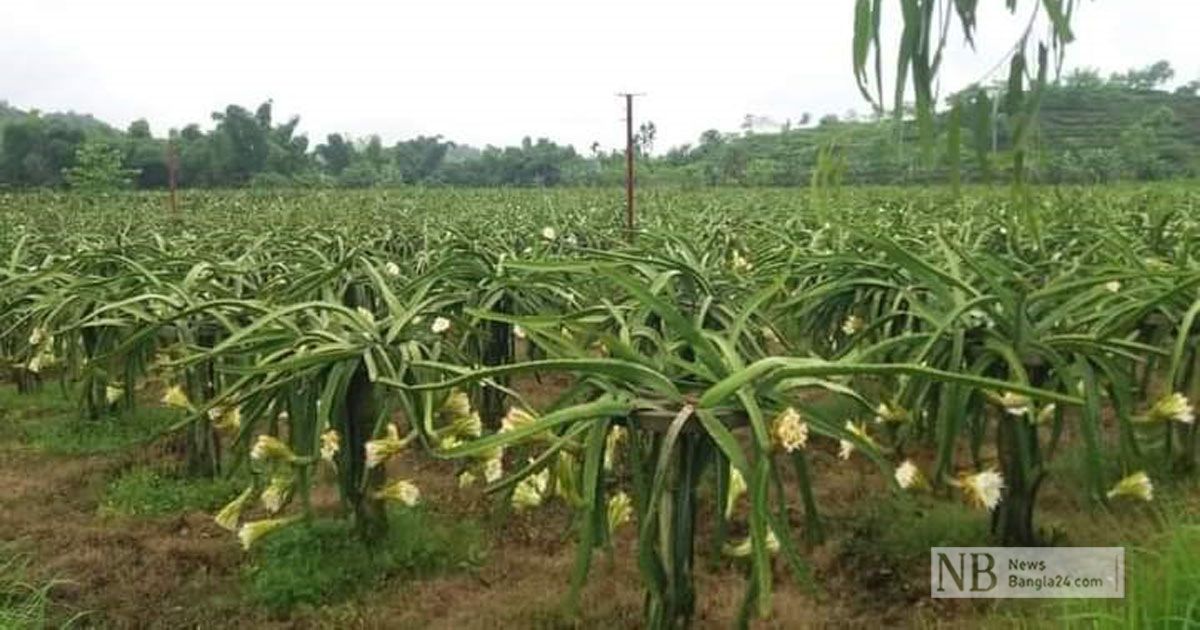 Standard-farmers-affected-by-the-effects-of-chemicals-in-the-cultivation-of-poison-free-dragons