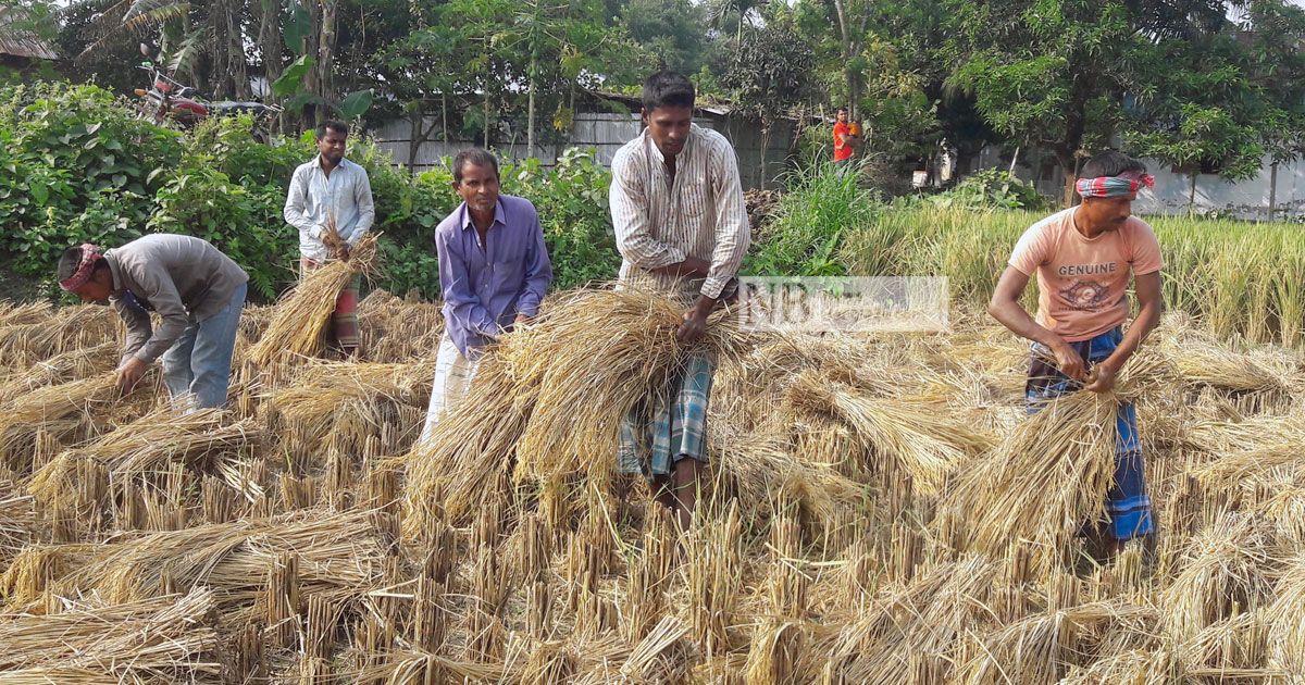 ‘সরকারকে ধান দিতে গেলে মরে যাব’