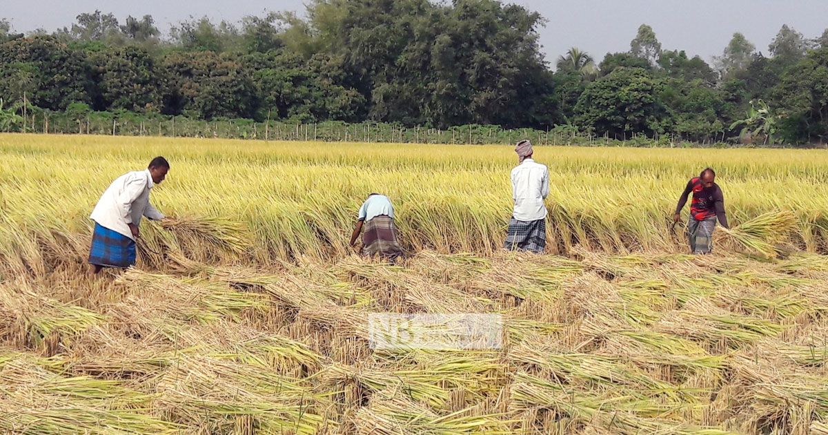 ‘সরকারকে ধান দিতে গেলে মরে যাব’