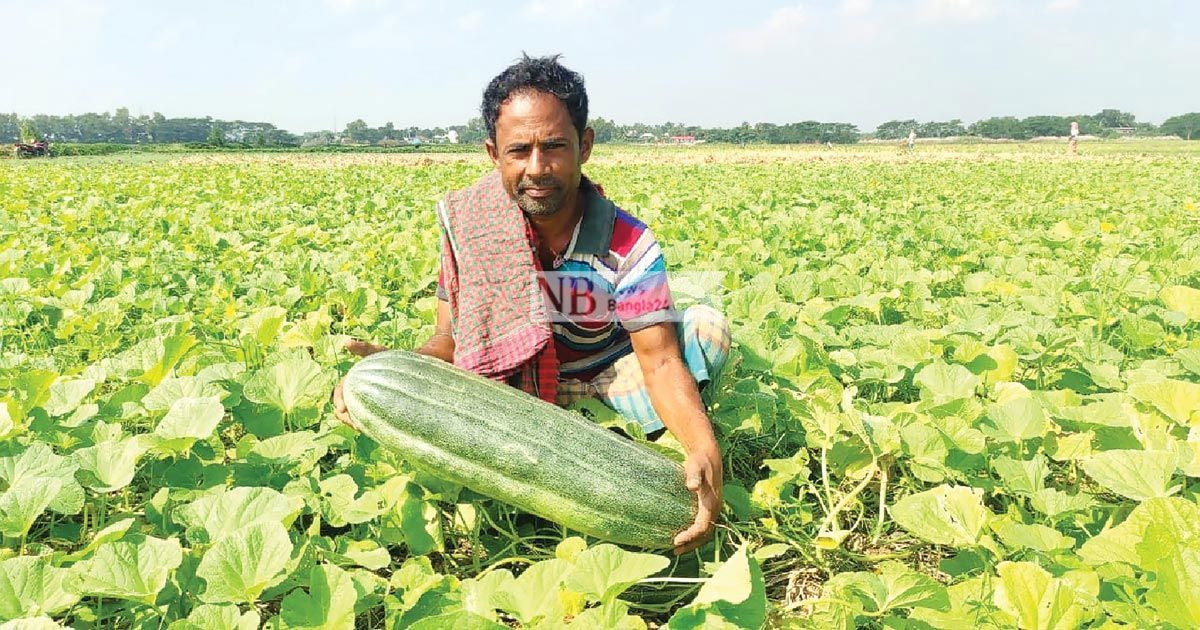 আগাম বাঙ্গি চাষে সাত্তার মিয়ার তৃপ্তির হাসি