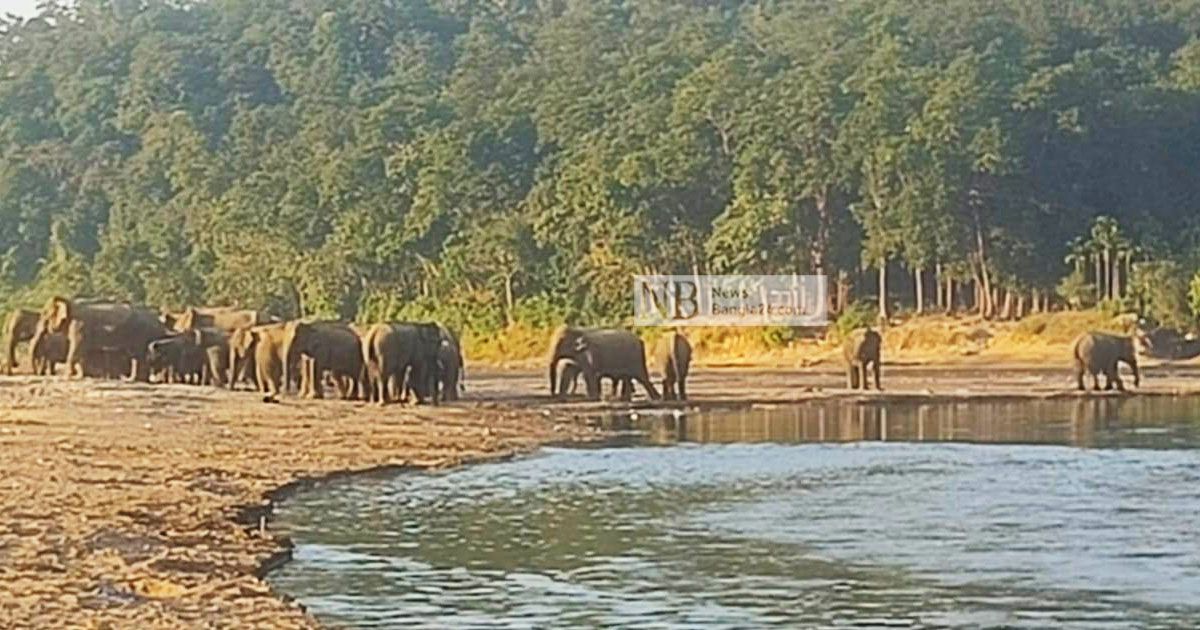 বন্য হাতির আক্রমণে কৃষকের মৃত্যু