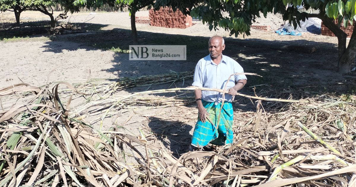 ঠাকুরগাঁও চিনিকলে উঁকি দিচ্ছে সম্ভাবনা