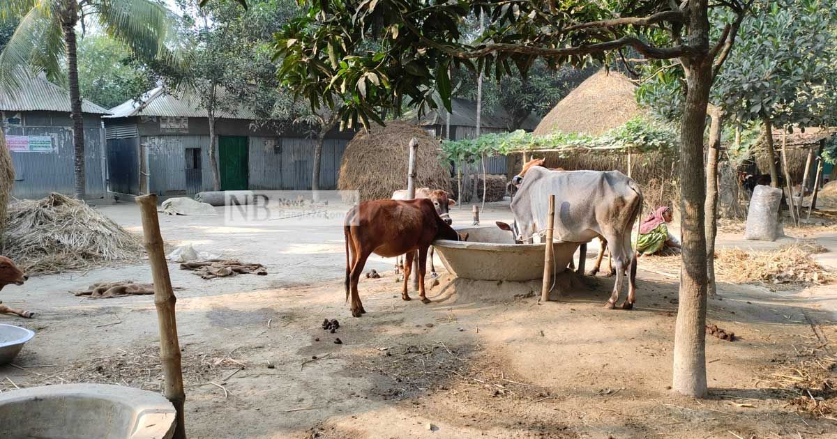 গরুচোর-আতঙ্ক-শেরপুরে