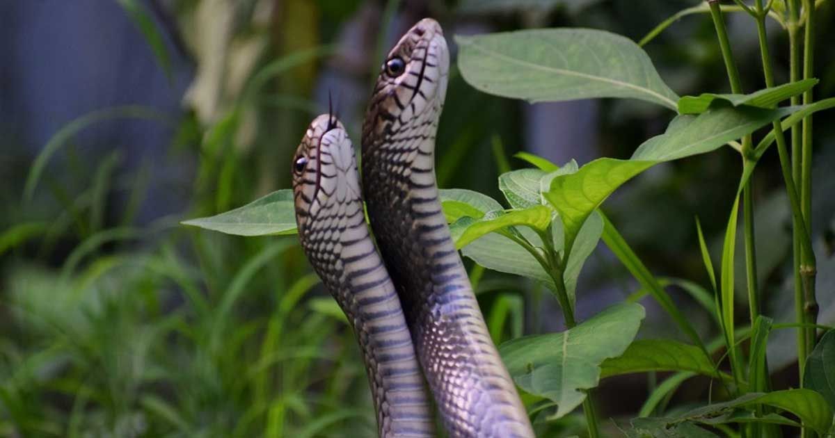 স্ত্রী সাপেরও আছে ক্লিটোরিস