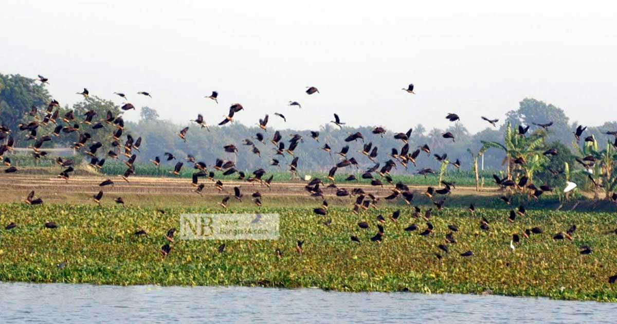 উকরি বিলে অবাধ ওড়াওড়ি