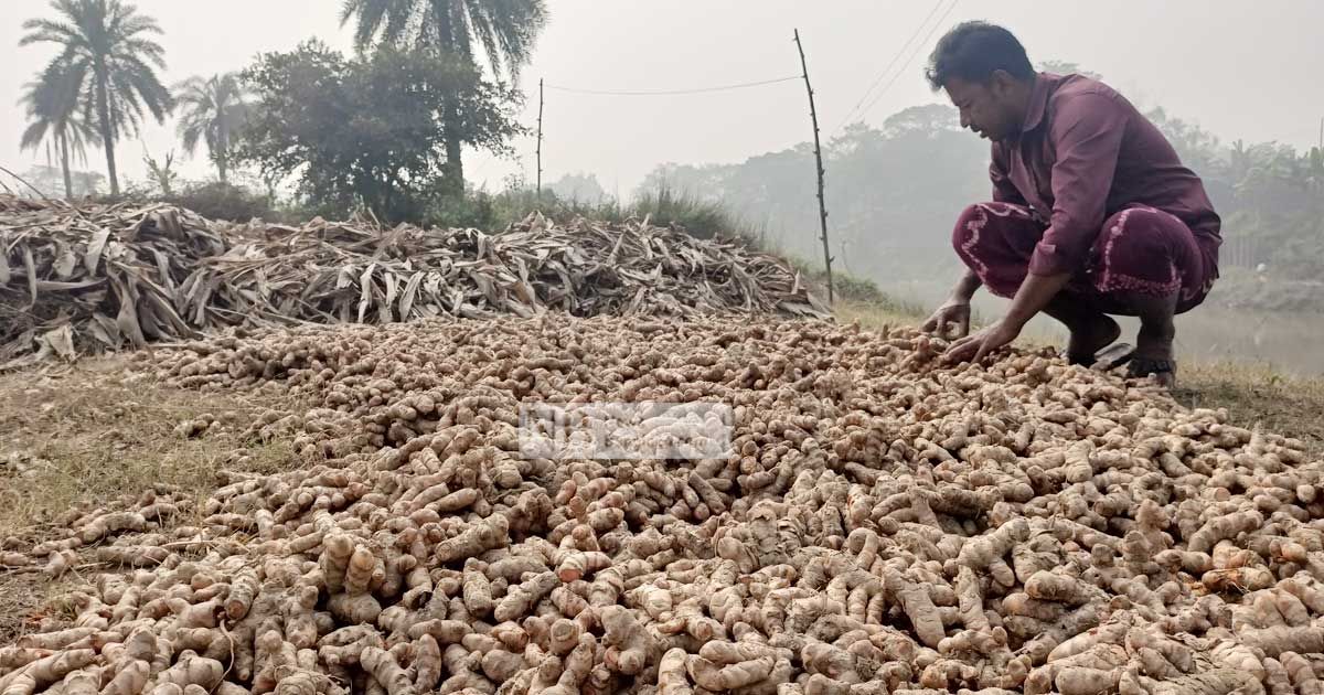 হলুদে সজীব পরিত্যক্ত চর