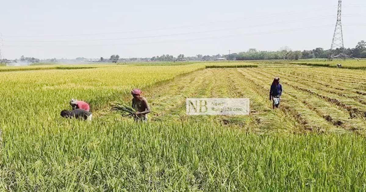 বোরো উৎপাদন বাড়াতে ১৭০ কোটি টাকার প্রণোদনা