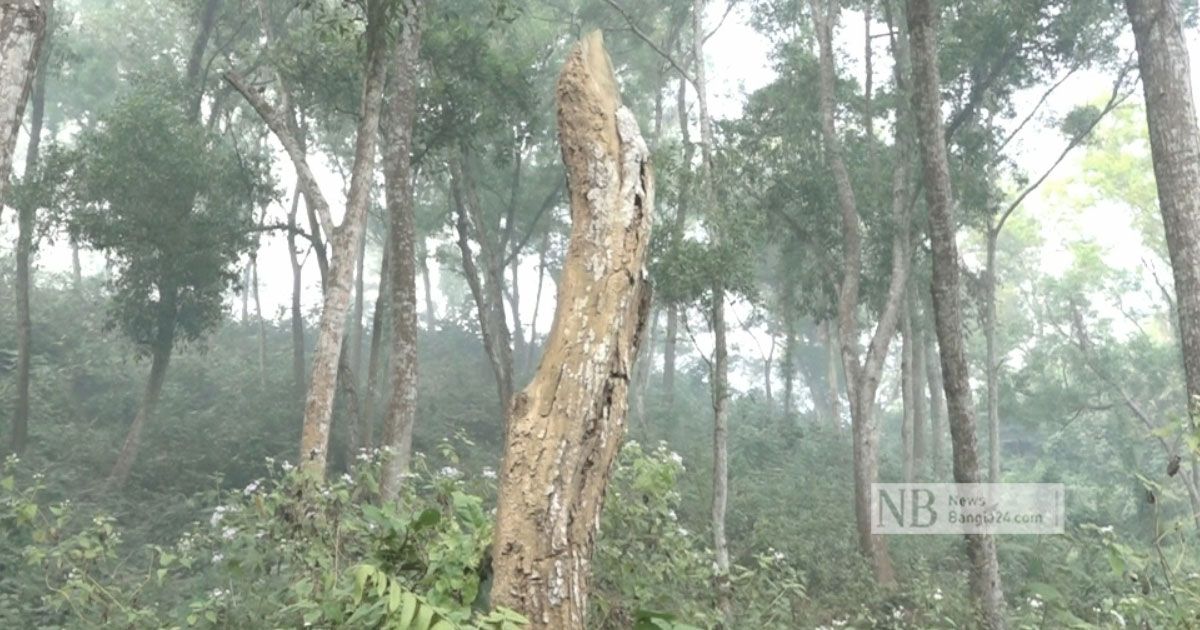 ‘পুরো বন খুঁজলে ইঁদুরও পাওয়া যাবে না’