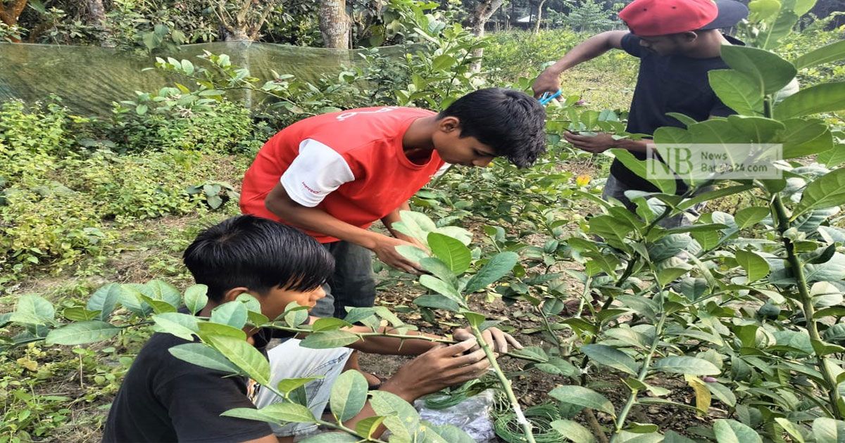 ইউটিউব-দেখে-চারা-উৎপাদনে-তিন-বন্ধু