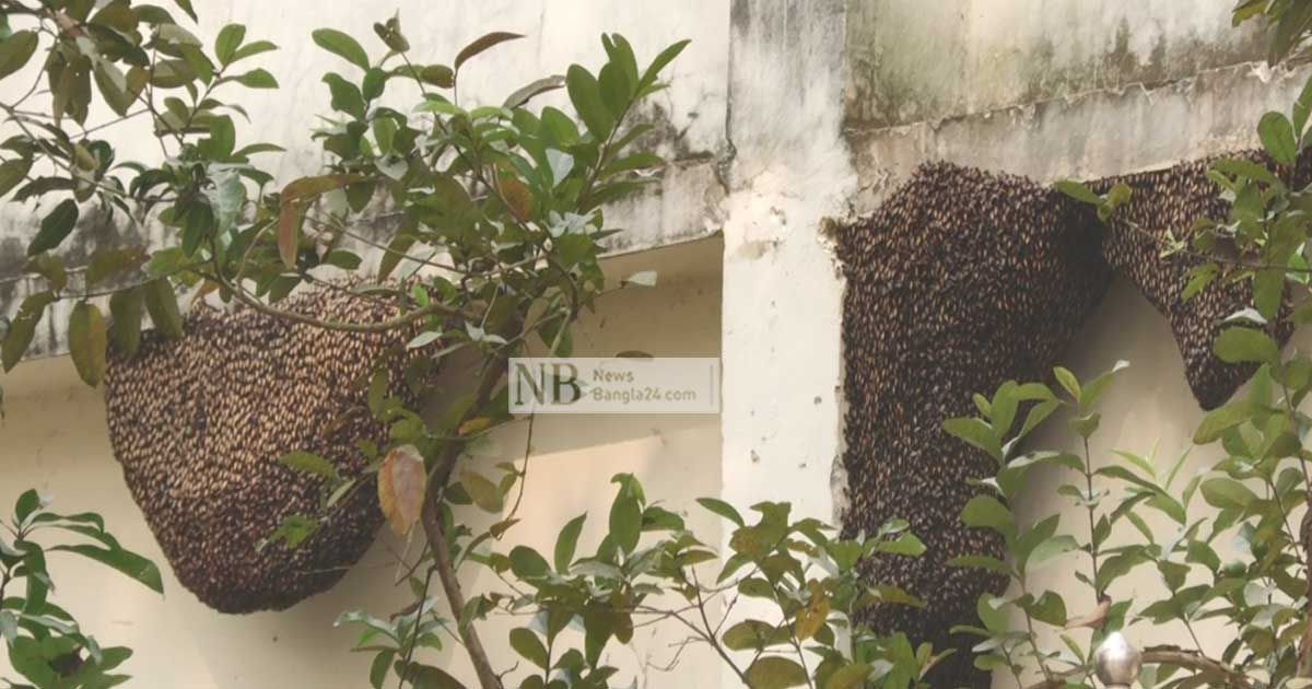 মৌমাছির গ্রাম