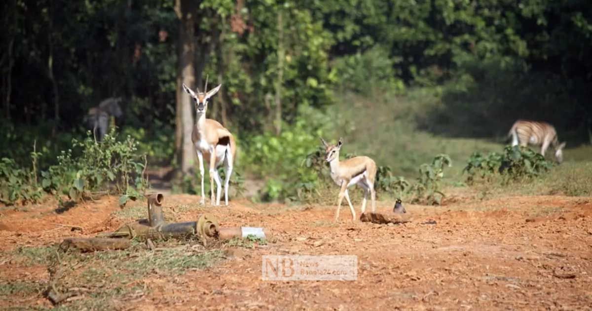 বঙ্গবন্ধু সাফারি পার্কে ফের একের পর এক প্রাণীর মৃত্যু