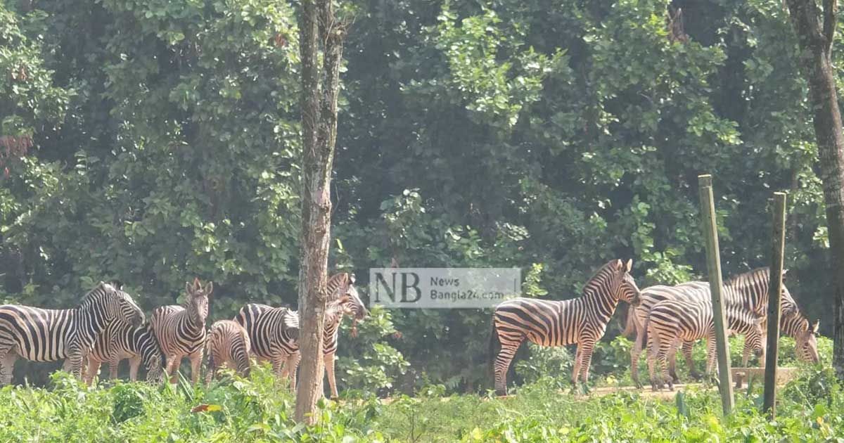 বঙ্গবন্ধু সাফারি পার্কে ফের একের পর এক প্রাণীর মৃত্যু