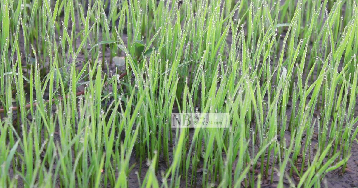 মৃদু শৈত্যপ্রবাহে থমকে গেছে চুয়াডাঙ্গার কর্মচাঞ্চল্য