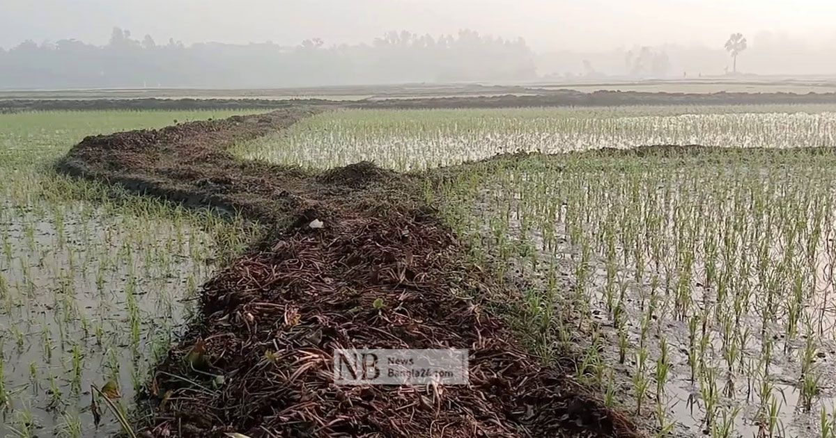 ঘন কুয়াশায় বোরো আবাদ ব্যাহতের শঙ্কা