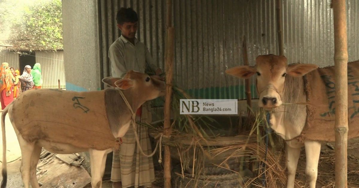 জামালপুরে গরু চুরির হিড়িক