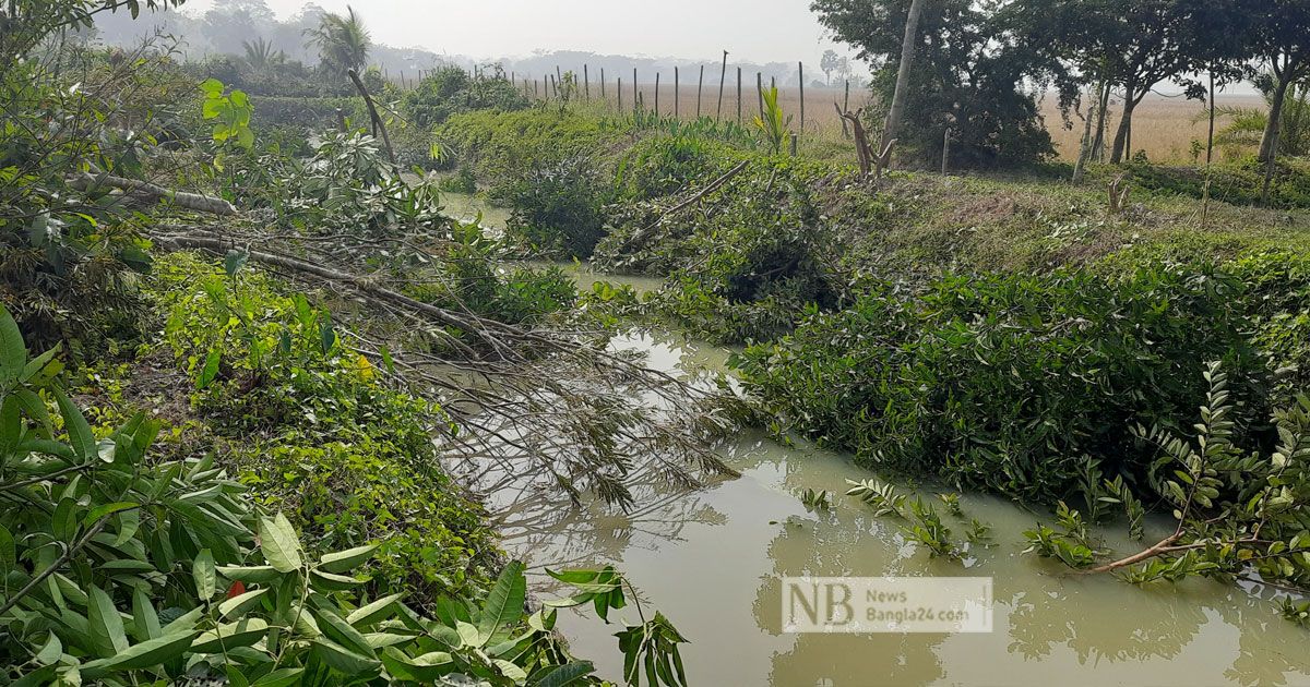 আদালতে আপিল শুনানির আগেই কাটা হলো সহস্রাধিক গাছ