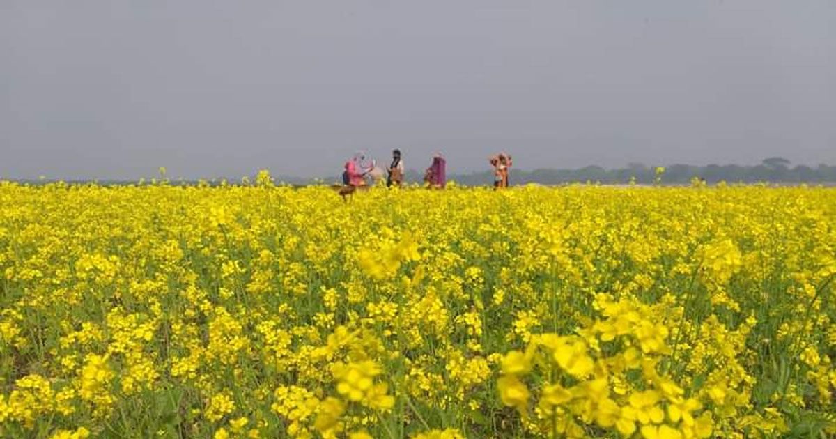 সরিষায়-বাম্পার-বোরো-আবাদে-দুশ্চিন্তা-কৃষকের